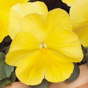 Виола виттрока (Viola wittrockiana)