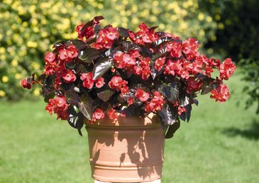 Бегония гибридная (бронзовая листва) (Begonia benariensis)