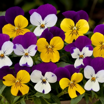 Виола виттрока ампельная (Viola x wittrockiana)