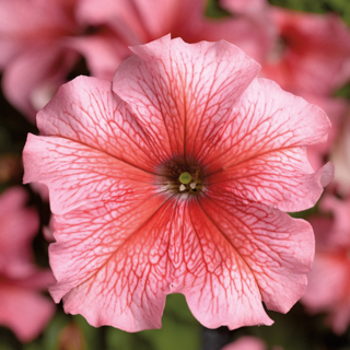 Петуния крупноцветковая (Petunia grandiflora)