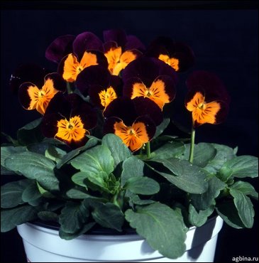 Виола рогатая (Viola cornuta)