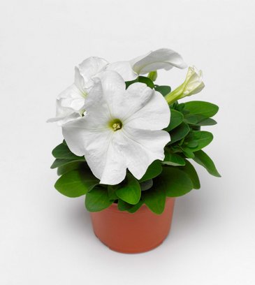 Петуния крупноцветковая (генетически компактная) (Petunia grandiflora)