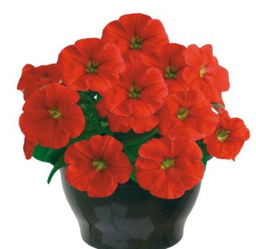 Петуния ампельная гибридная (Petunia x hybrida)