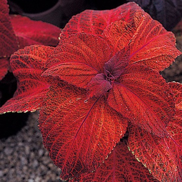Колеус Блюме (Coleus blumei)