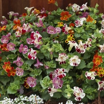 Губастик гибридный (Mimulus x hybrida)