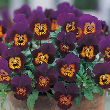 Виола рогатая (Viola cornuta)