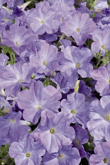 Петуния многоцветковая (Petunia multiflora)
