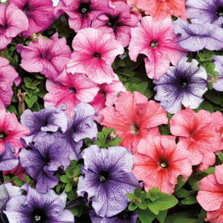 Петуния крупноцветковая (Petunia grandiflora)