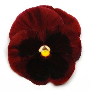 Виола виттрока (Viola wittrockiana)