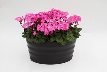 Герань (пеларгония садовая) генетически компактная (Pelargonium x hortorum)