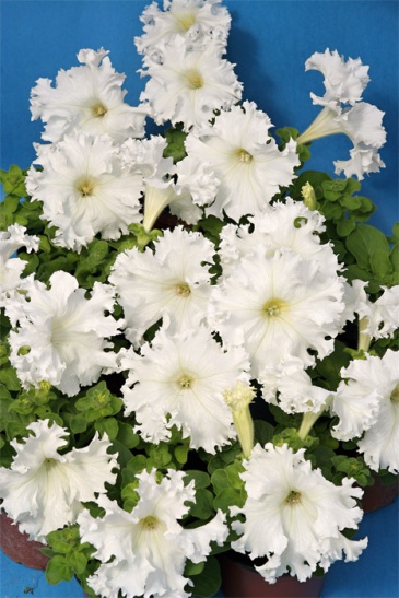 Петуния крупноцветковая (Чехия) бахромчатая (Petunia grandiflora)