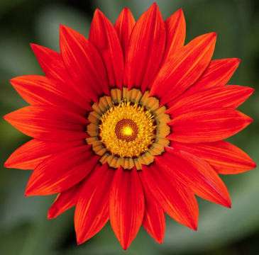 Гацания жестковатая (Gazania rigens)