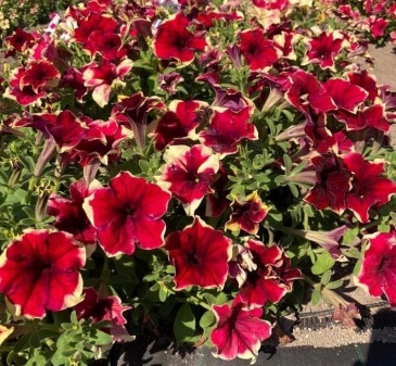 Петуния ампельная гибридная (Petunia x hybrida)