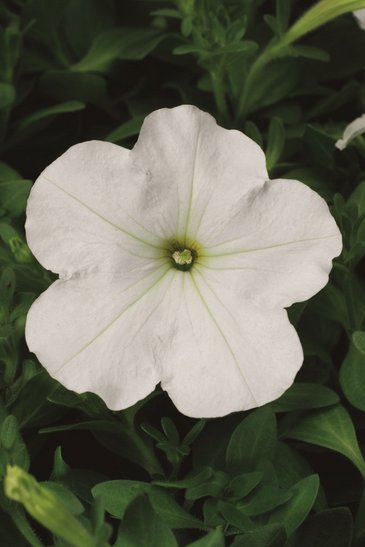 Петуния многоцветковая (Petunia multiflora)