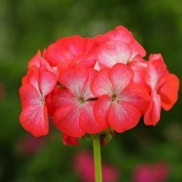 Герань (пеларгония садовая) (Pelargonium x hortorum)
