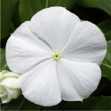 Катарантус розовый ампельный (Vinca rosea)