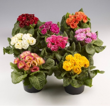 Примула бесстебельная (Primula acaulis)