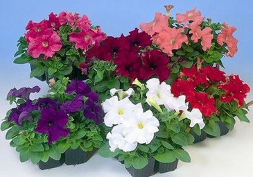 Петуния крупноцветковая (генетически компактная) (Petunia grandiflora)