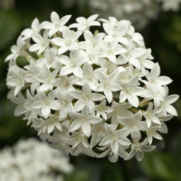 Пентас ланцетовидный (Pentas lanceolata)