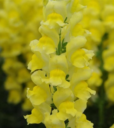 Львиный зев (Антирринум) большой (Antirrhinum majus)