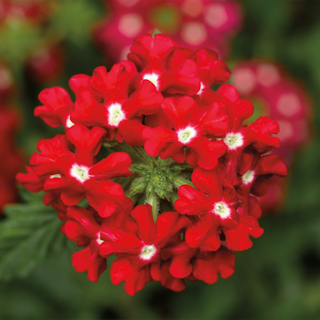 Вербена гибридная ампельная (Verbena hybrida)
