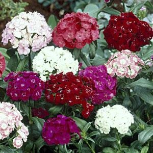 Гвоздика турецкая (Dianthus barbatus)