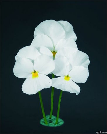 Виола гибридная (Viola wittrockiana x cornuta)
