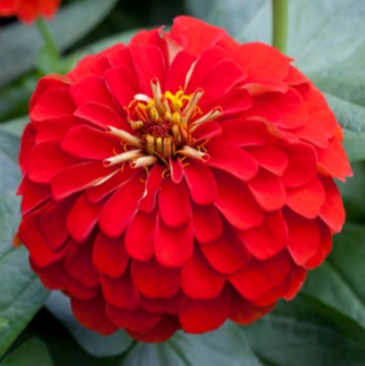 Цинния изящная (Zinnia elegans)