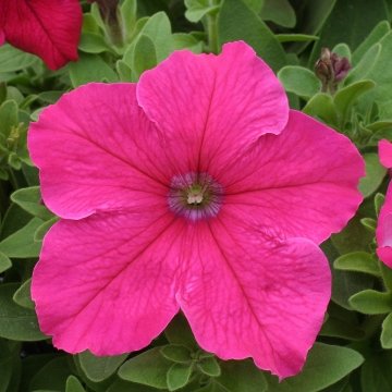 Петуния крупноцветковая (Petunia grandiflora)