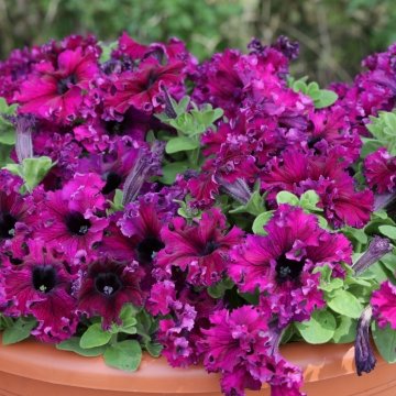 Петуния крупноцветковая бахромчатая (генетически компактная) (Petunia grandiflora)