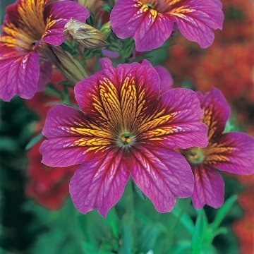 Сальпиглоссис выемчатый (Salpiglossis sinuata)
