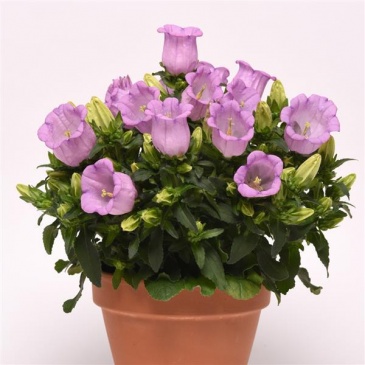 Колокольчик средний (Campanula medium)
