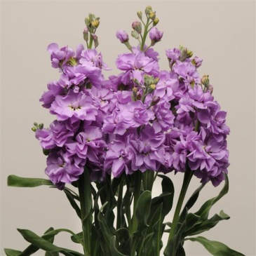 Левкой седой (Matthiola incana) Левкой седой (Matthiola incana)