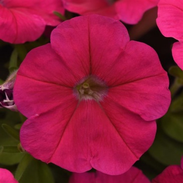 Петуния многоцветковая (Petunia multiflora)