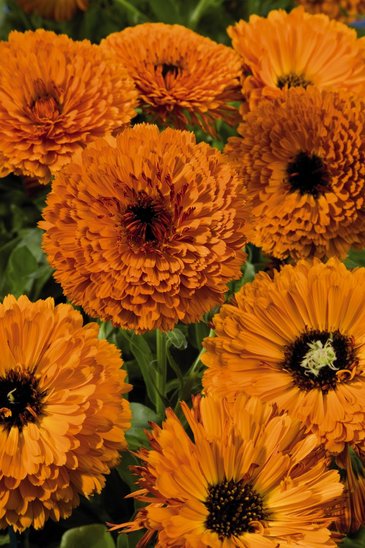 Календула лекарственная (Calendula officinalis)