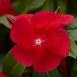 Катарантус розовый (Vinca rosea)