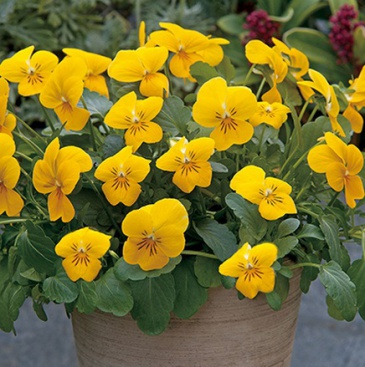 Виола рогатая ампельная (Viola cornuta)