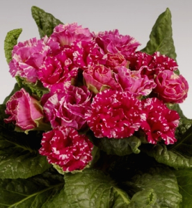 Примула бесстебельная (Primula acaulis)