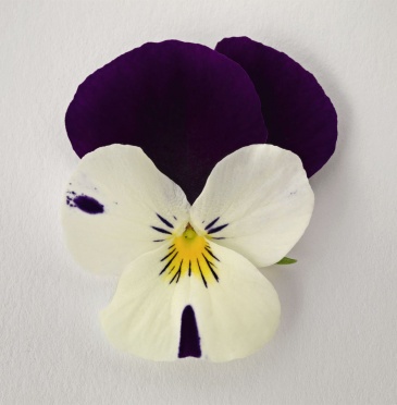 Виола рогатая (Viola cornuta)