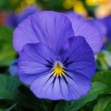 Виола рогатая (Viola cornuta)