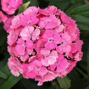 Гвоздика турецкая (Dianthus barbatus)