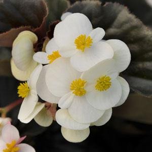 Бегония гибридная (бронзовая листва) (Begonia hybrida)