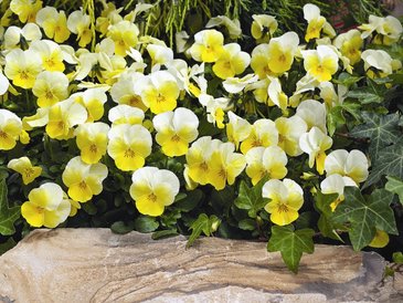 Виола рогатая (Viola cornuta)