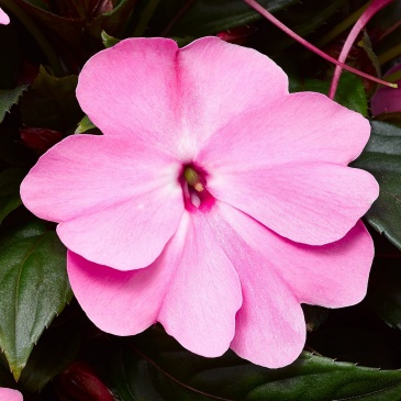 Бальзамин новогвинейский (Impatiens New Guinea)