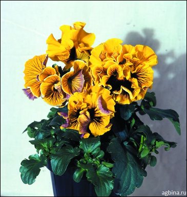 Виола Виттрока бахромчатая (Viola wittrockiana)