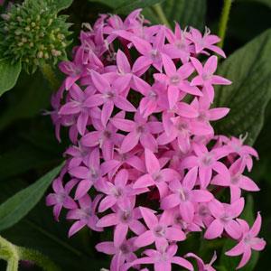 Пентас ланцетовидный (Pentas lanceolata)