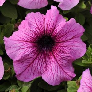 Петуния крупноцветковая (Petunia grandiflora)