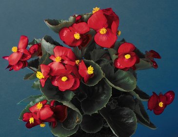 Бегония вечноцветущая (зеленая листва) (Begonia semperflorens)
