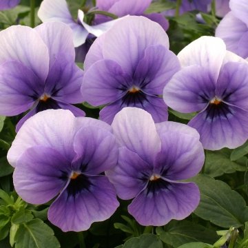 Виола рогатая (Viola cornuta)
