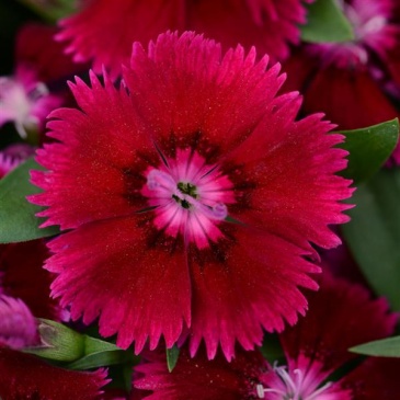 Гвоздика китайская х турецкая (Dianthus chinensis x barbatus)